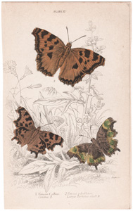 Plate 17

Vanessa C. album
Vanessa polychoros
Large Tortoise-shell B. 